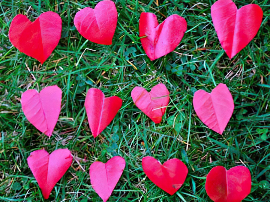 Red leaves cut into hearts on green grass.